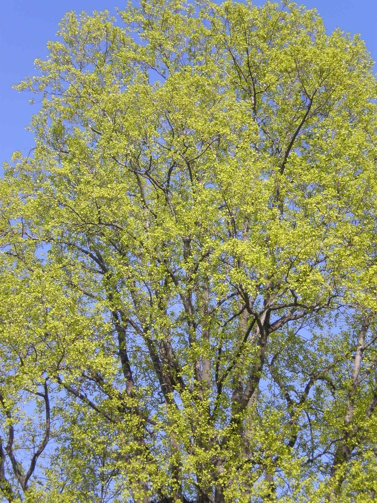 Michigan's Morel Mushroom Trees Guide Regional Breakdown for