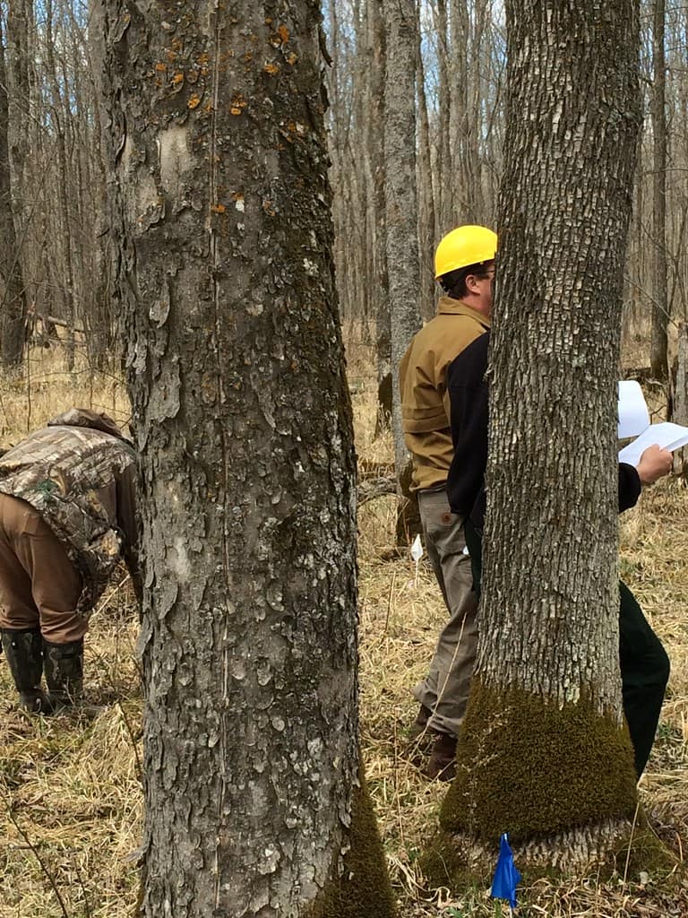 Michigan's Morel Mushroom Trees Guide Regional Breakdown for