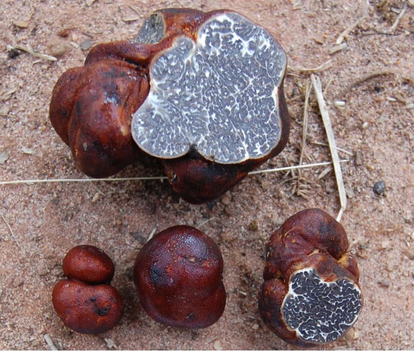 Hunting for Michigan Truffles A Gourmet's Guide to the Great Lakes